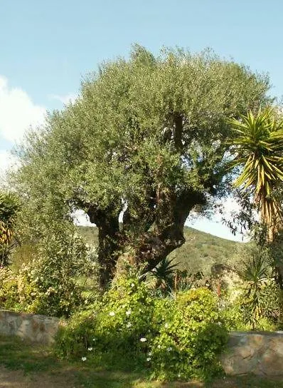 Agriturismo Camboni Villa Annunziata  Annunziata (Sardinia)